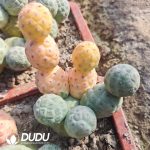 Tephrocactus geometricus No Thorns Variegated Clustering