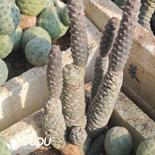 e201-221.jpg Opuntia articulatus - Image 1