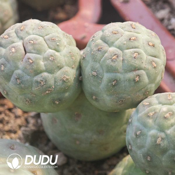 e201-222.jpg Tephrocactus geometricus No Thorns Own Roots Double Head - Image 1