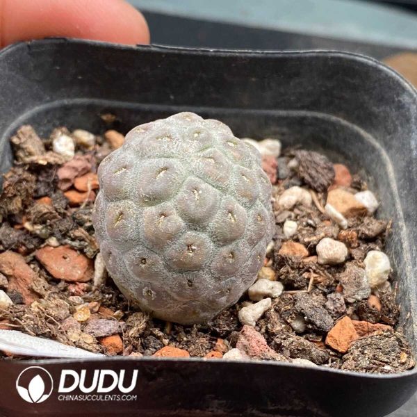 e201-223.jpg Tephrocactus geometricus No Thorns Own Roots - Image 1