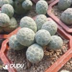 (3-9 Heads,$8.3/head)Tephrocactus geometricus No Thorns Own Roots