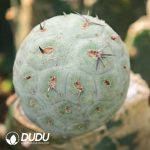 Tephrocactus geometricus Blue-and-White  (Grafted)