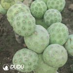 (3-9Heads,$5.6/head)Tephrocactus geometricus No Thorns(Grafted)