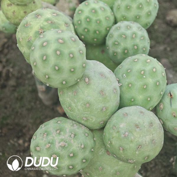 e201-229.jpg (3-9Heads,$5.6/head)Tephrocactus geometricus No Thorns(Grafted) - Image 1