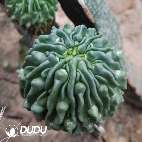 (Grafted)Stenocactus multicostatus - Image 1