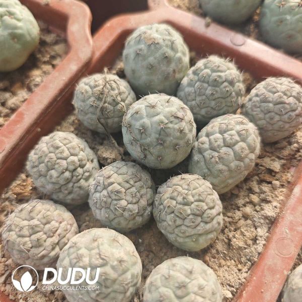 e201-230.jpg Tephrocactus geometricus with Thorns with roots - Image 1