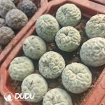 Tephrocactus geometricus Blue-and-White with roots