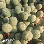 (3-9 Heads,$10.1/head)Tephrocactus geometricus Blue-and-White Clustrering