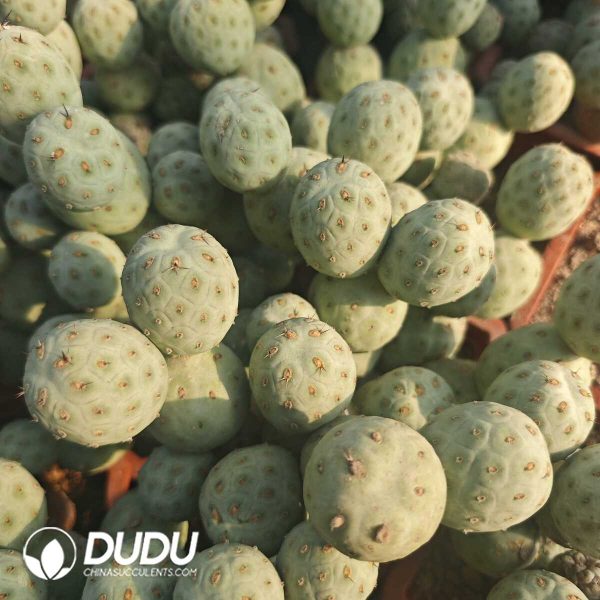 e201-232.jpg (3-9 Heads,$10.1/head)Tephrocactus geometricus Blue-and-White Clustrering - Image 1