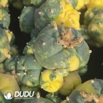 Lophophora diffusa (Grafted)