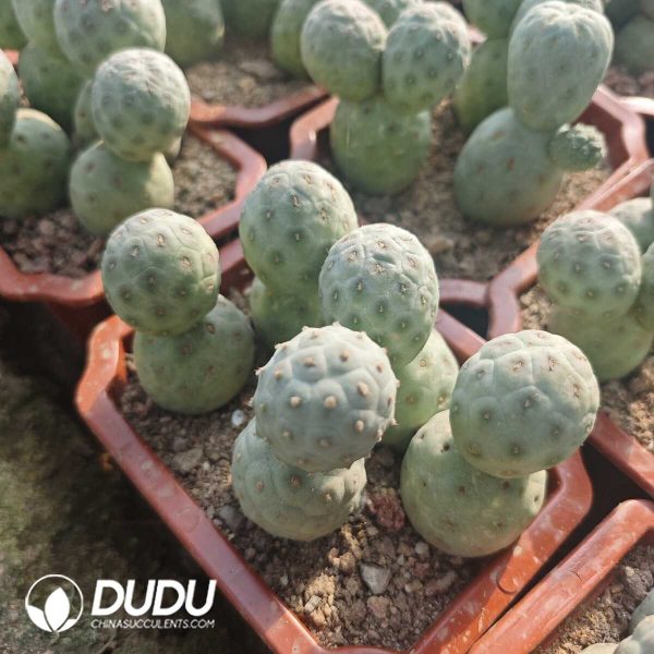 e201-236.jpg Tephrocactus geometricus snowman No Thorns with roots Double Head - Image 1