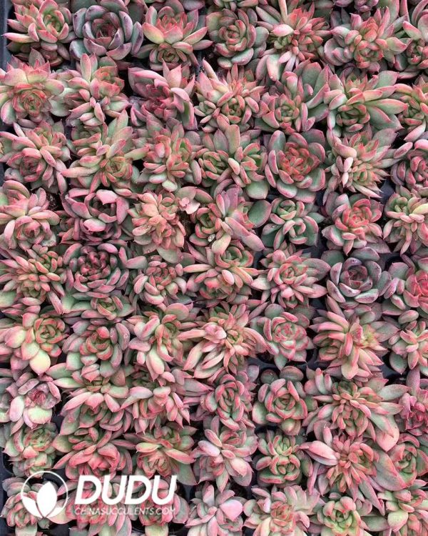 e201-237.jpg $0.25*105Pcs Echeveria Floriana Seedlings(Mix & Match 5+) - Image 1