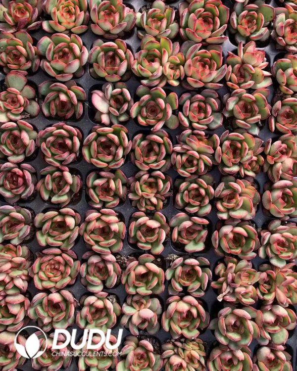 e201-238.jpg $0.25*105Pcs Echeveria Puli-lindsayana Seedlings(Mix & Match 5+) - Image 1