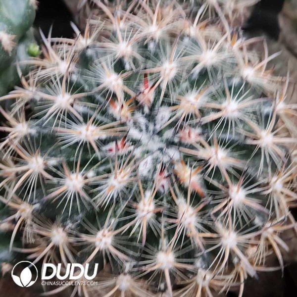 (Grafted)Echinomastus unquispinus var. laui - Image 1