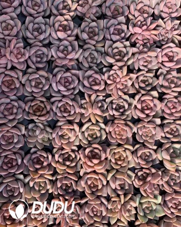 e201-241.jpg $0.29*105Pcs Echeveria Q Orange Seedlings(Mix & Match 5+) - Image 1