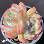Echeveria pulidonis Monstrose Double Heads