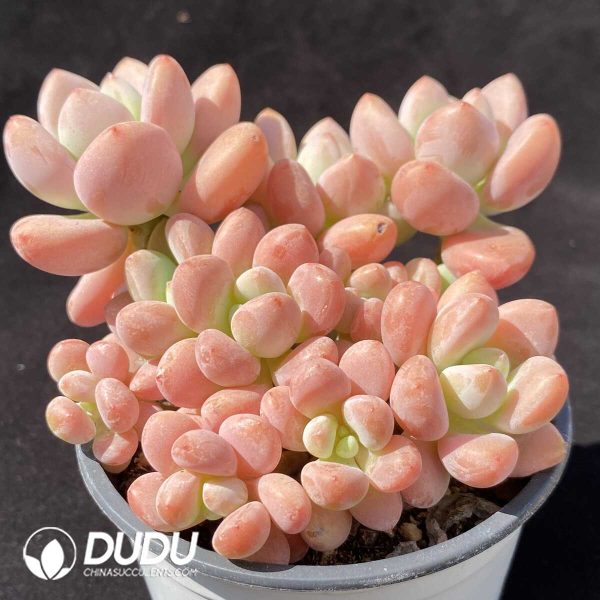 Graptopetalum Miul Clustering - Image 1