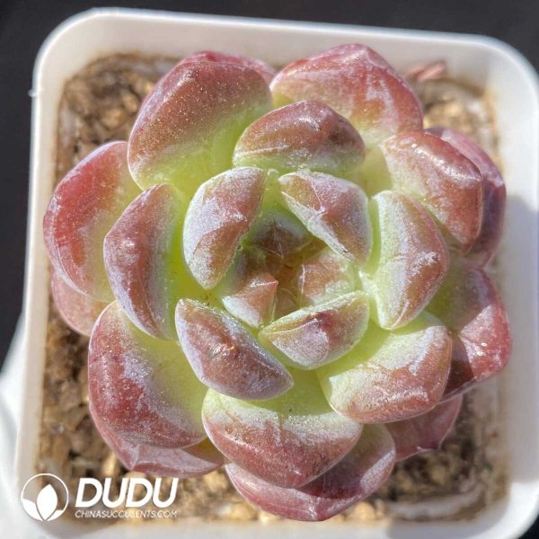 Echeveria Ice Soul Premium - Image 1