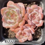 Echeveria Yunlan Clustering