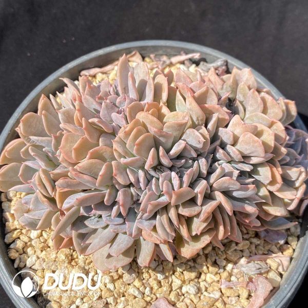 e201-248.jpg Echeveria Exotic Hybrid Cristata - Image 1