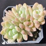 Echeveria Ruan Lingyu Clustering