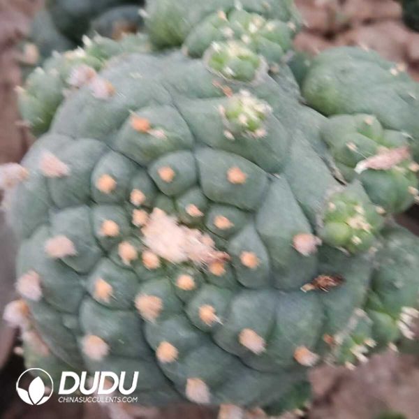 (Grafted)Lophophora fricii - Image 1