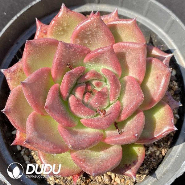 Echeveria Carrot - Image 1