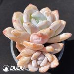 Echeveria Fragrant Snow Double Heads