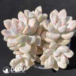 Pachyphytum Bernalense Variegated Clustering