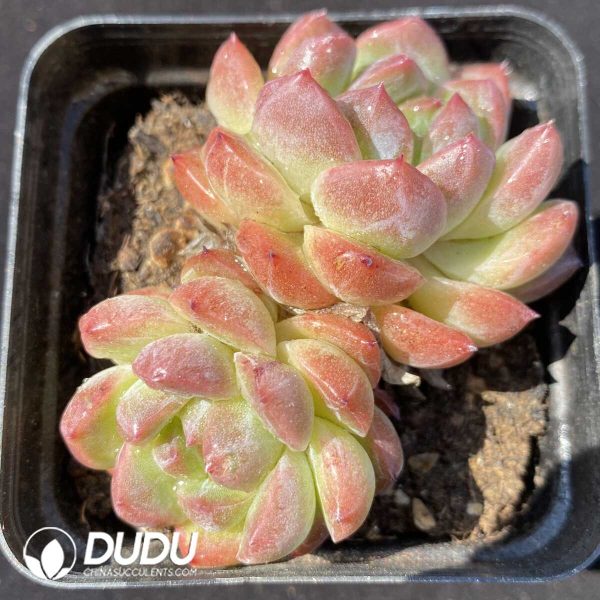 Echeveria Spring Jenny Double Head - Image 1