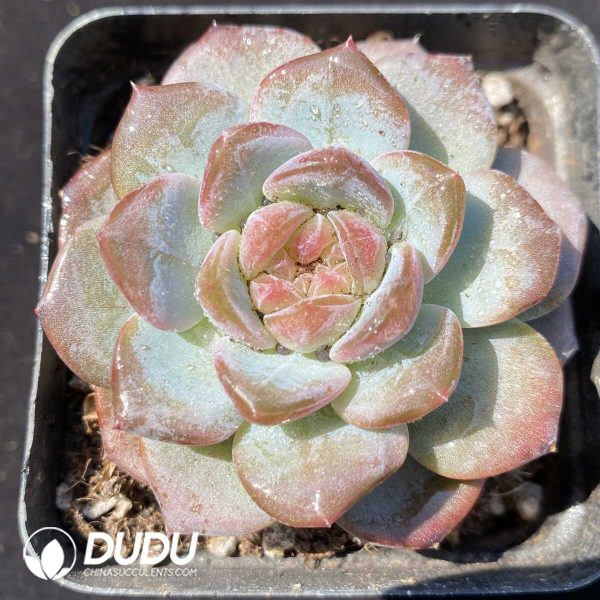 Echeveria Honey Amber - Image 1