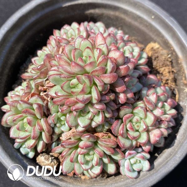 e201-258.jpg Echeveria Adam Clustering - Image 1