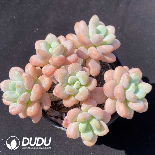 e201-259.jpg Graptosedum Sakura miul Clustering - Image 1