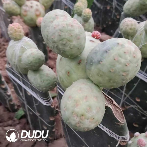 (Grafted)Tephrocactus geometricus green variegated clustering - Image 1