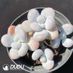 Graptopetalum Origin Cheese