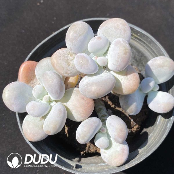 e201-260.jpg Graptopetalum Origin Cheese - Image 1