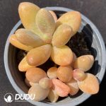 Pachyphytum Milky Way Clustering