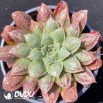 Echeveria sp Gilo
