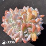 Echeveria Monroe Blossom Cristata