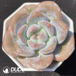 Echeveria Orange Monroe