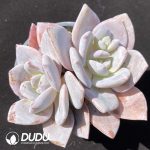 Echeveria Black Tea Double Head