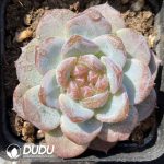 Echeveria Honey Amber