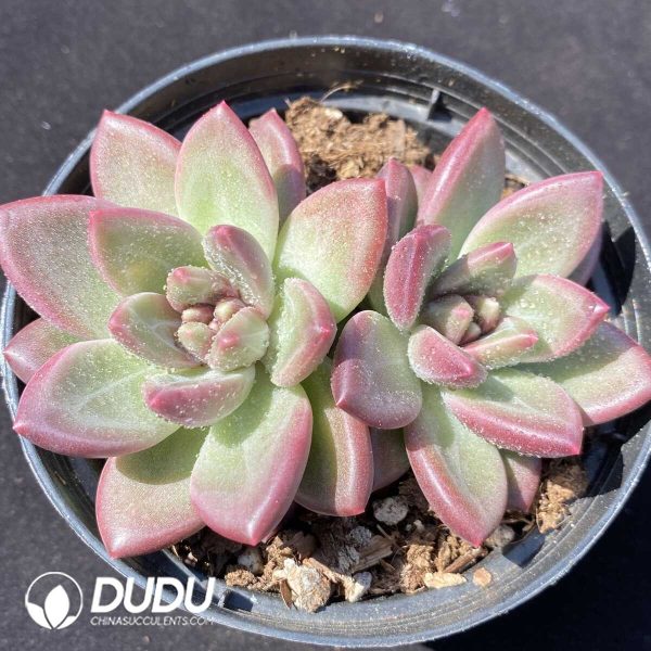e201-268.jpg Echeveria Misty Bubbles Double Head - Image 1