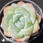 Echeveria Pink Ice Green
