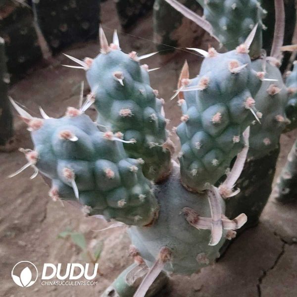 e201-27.jpg (Grafted)Tephrocactus articulatus - Image 1