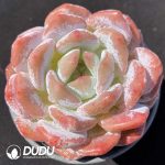 Echeveria Snow Angel