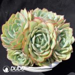 Echeveria Peony Clustering