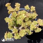 Echeveria Rolly Clustering