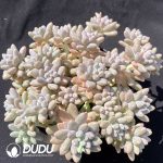 Pachyphytum StellaLou Clustering