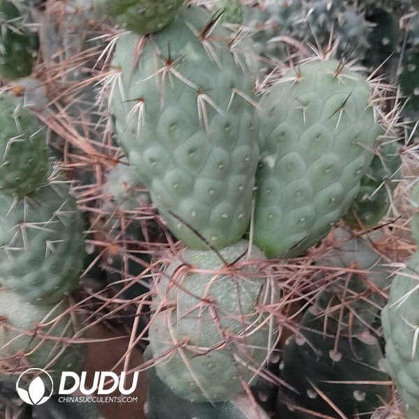 (Grafted)Tephrocactus geometricus - Image 1